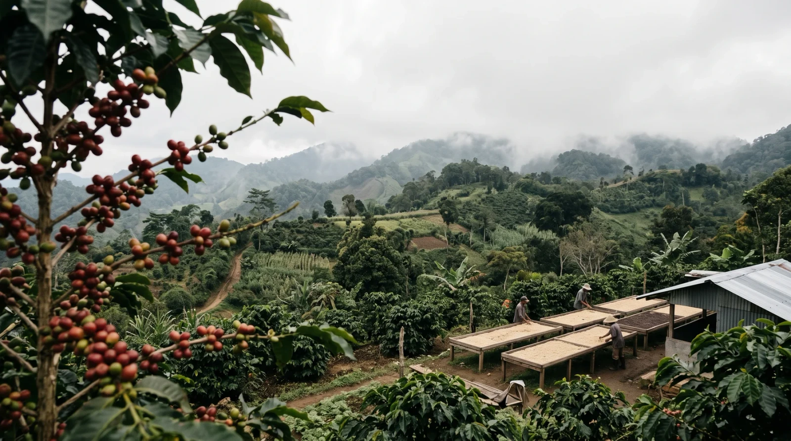 West Sumatra Coffee: Regions, Processing and Coffee Character